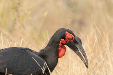 Ground hornbill © Brent