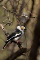 White-crested helmet-shrike