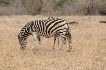 Burchell's zebra