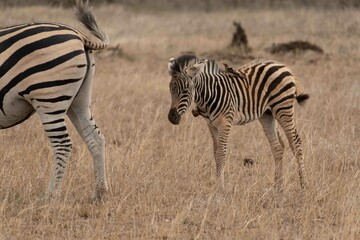 Burchell's zebra