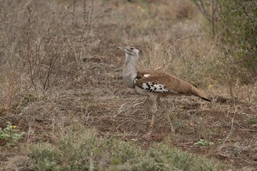 Kori bustard