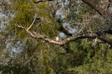 Brown hooded kingfisher