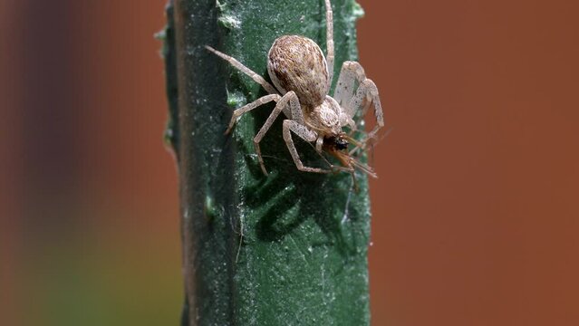 Young cross orb weaver spider fighting to inject its captured prey with its fangs but the captured insect manages to escape to freedom by jumping away at the last second
