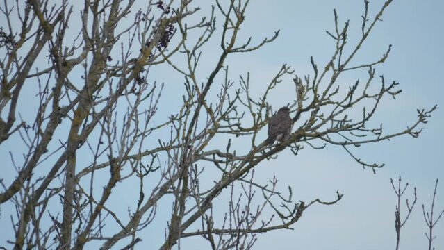 Common Buzzard Pearched on Bare Tree Top at Winter