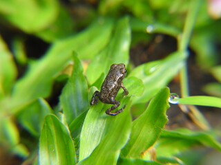 Little young frog on green grass