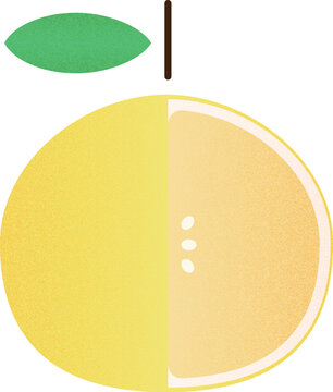 Vector fruit helf White Grapefruit cartoon vector illustration isolated object
