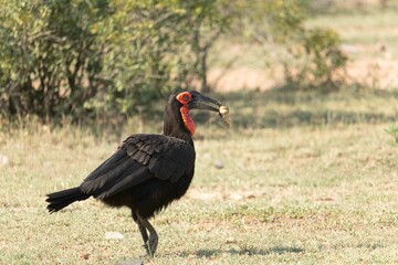 Ground hornbill © Brent