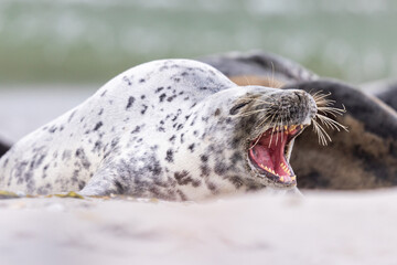 seal on the beach © Ryszard Warchoł