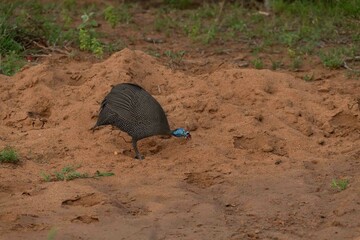 Obraz premium Helmeted guineafowl