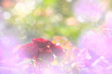 逆光に輝く赤いバラ
