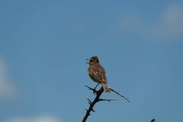 Rufous-naped lark