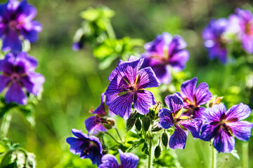 Kwiaty geranium na rabacie kwiatowej w ogrodzie. Płatki fioletowych kwiatów oświetlone są od tyłu światłem słonecznym.