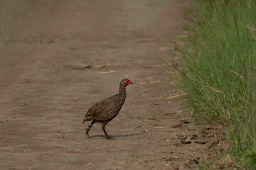 Swainson's spurfowl