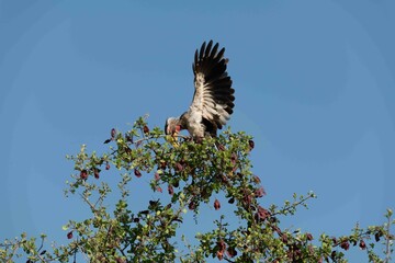 Yellow-billed hornbill