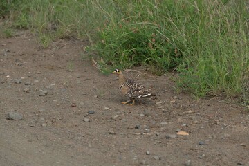 Double banded sandgrouse