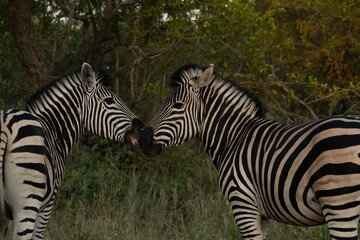 Burchell's zebra