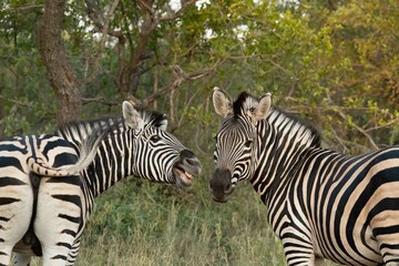 Burchell's zebra