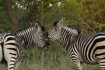 Burchell's zebra