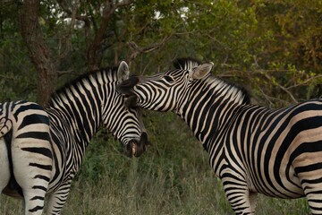 Burchell's zebra