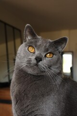 Chat chartreux - Un amour de Ta&iuml;ko