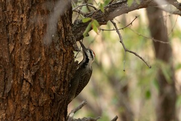 Golden tailed woodpecker