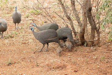 Helmeted guineafowl