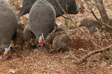 Helmeted guineafowl
