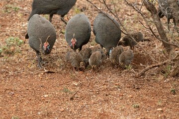 Helmeted guineafowl
