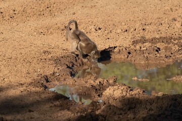 Chacma baboon