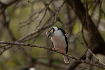 White-crested helmet-shrike