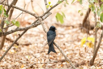 Fork tailed drongo