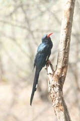 Green wood-hoopoe