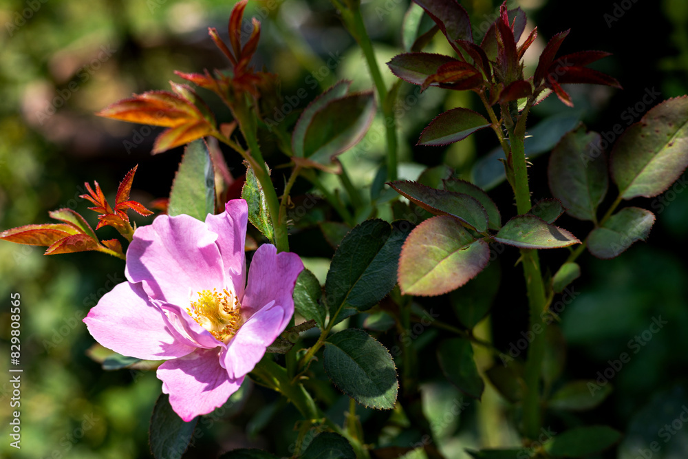 Wall mural beautiful blooming pink wild rose flower on branch