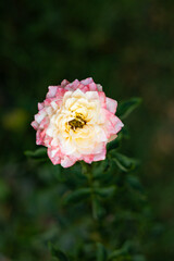 Blooming Rose In The Garden