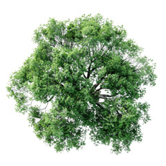 Obraz premium Top view of green tree top view transparent background