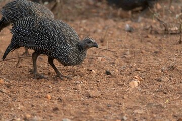 Helmeted guineafowl