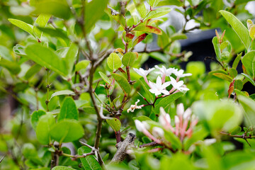 Close Up Of Many White Flower