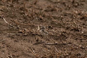 Crowned lapwing juvenile chick