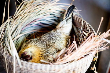 Hen In The Bamboo Basket