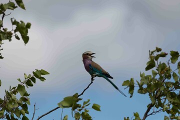Lilac breasted roller
