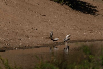 Yellow-billed stork