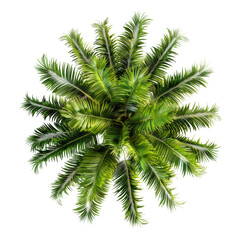 Top view of a palm tree isolated on transparent background