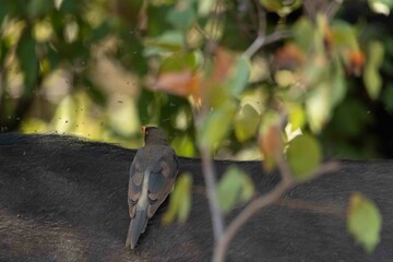 Red billed oxpecker