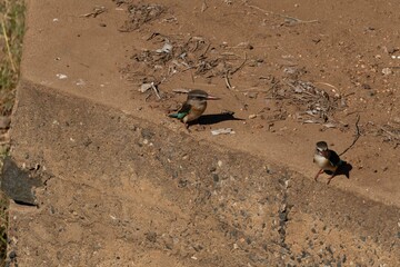 Brown-hooded kingfisher