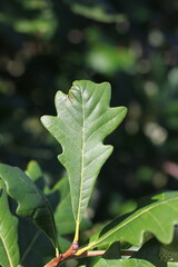 green leaves of an oak tree