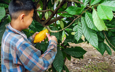 Cocoa farmer use pruning shears to cut the cacao pods or fruit ripe yellow cacao from the cacao...