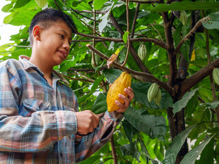 Cocoa farmer use pruning shears to cut the cacao pods or fruit ripe yellow cacao from the cacao...