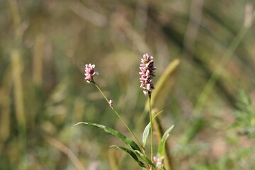 pink wildflowers
