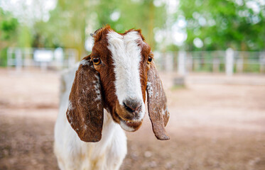 Cute little goats and funny in goats farm  close up. Portrait. headshot photo