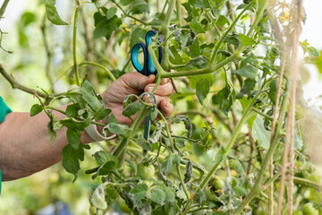 Woman is pruning tomato plant branches in the greenhouse. Trimming diseased tomato leaves in a greenhouse